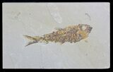 Knightia Fossil Fish - Wyoming #59811-1